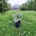Dwarf Evergreen Conifer | 10-Inch Abies lasiocarpa 'Glauca Compacta' | Silvery Blue Needles | Arizona Corkbark Fir Live Plant