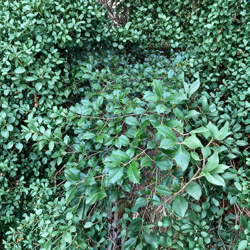 Male American Holly Tree – Live Evergreen Pollinator Plant in 1 Gallon Pot | Ilex opaca | Native, Wildlife-Friendly, Year-Round Privacy