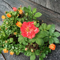 Pinata Rose Live Rose Bush Plant, 1 Gallon, Yellow-Orange Blooms, Flowering Shrub, Rosa 'Pinata' for Garden Beds & Borders