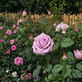 Blue Girl Hybrid Tea Rose Live Plant – 2 Gallon Mauve Lavender Fragrant Rose Bush Rosa | Repeat Blooming Garden Rose