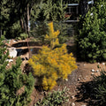 Nisbet’s Gold Scots Pine Live Evergreen Conifer | 12-Inch Plant | Golden Winter Foliage | Pinus sylvestris Landscape Tree