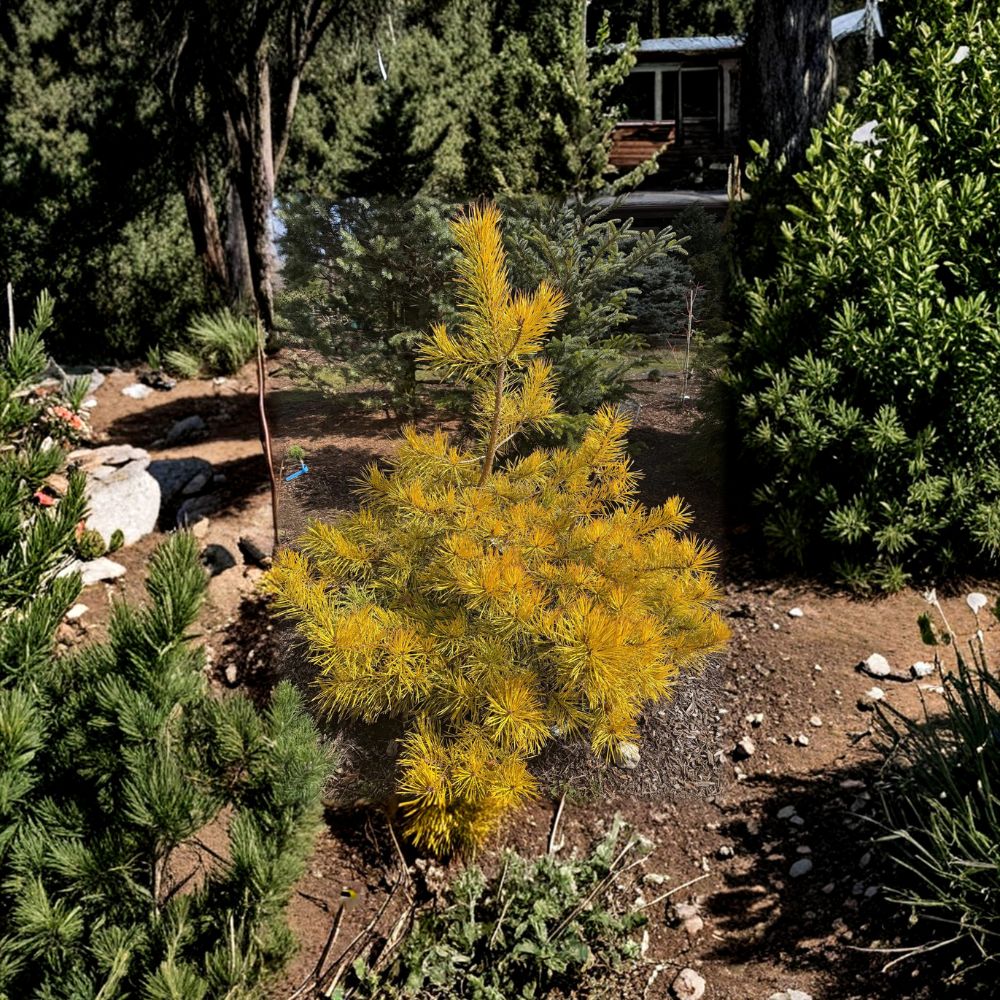 Nisbet’s Gold Scots Pine Live Evergreen Conifer | 12-Inch Plant | Golden Winter Foliage | Pinus sylvestris Landscape Tree