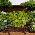 Hosta 'Stained Glass' Bare Root Starter Plant, Variegated Gold and Green Foliage, Fragrant Lavender Flowers, Shade Garden Perennial