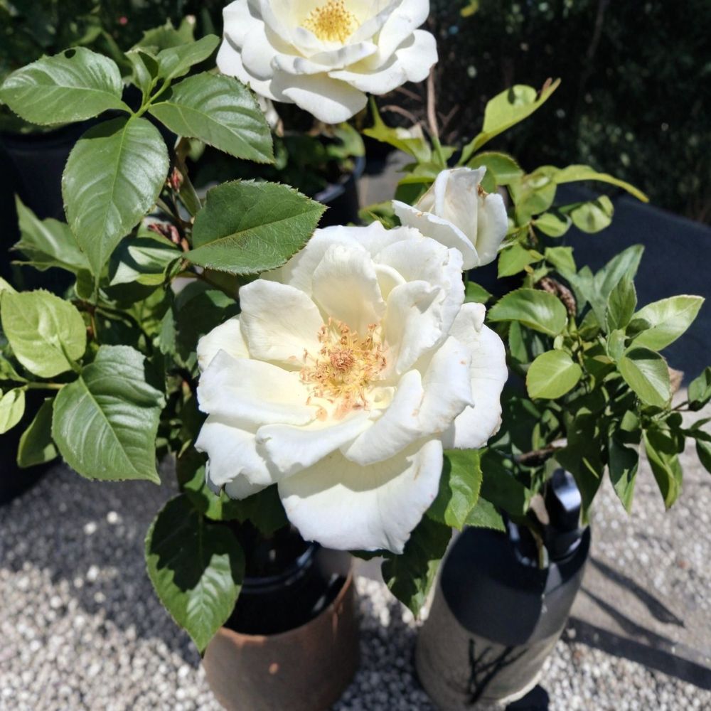 White Lightnin Grandiflora Rose Live Plant – 2 Gallon, Pure White Blooming Shrub, Repeat Flowering Rosa Grandiflora for Garden & Landscape