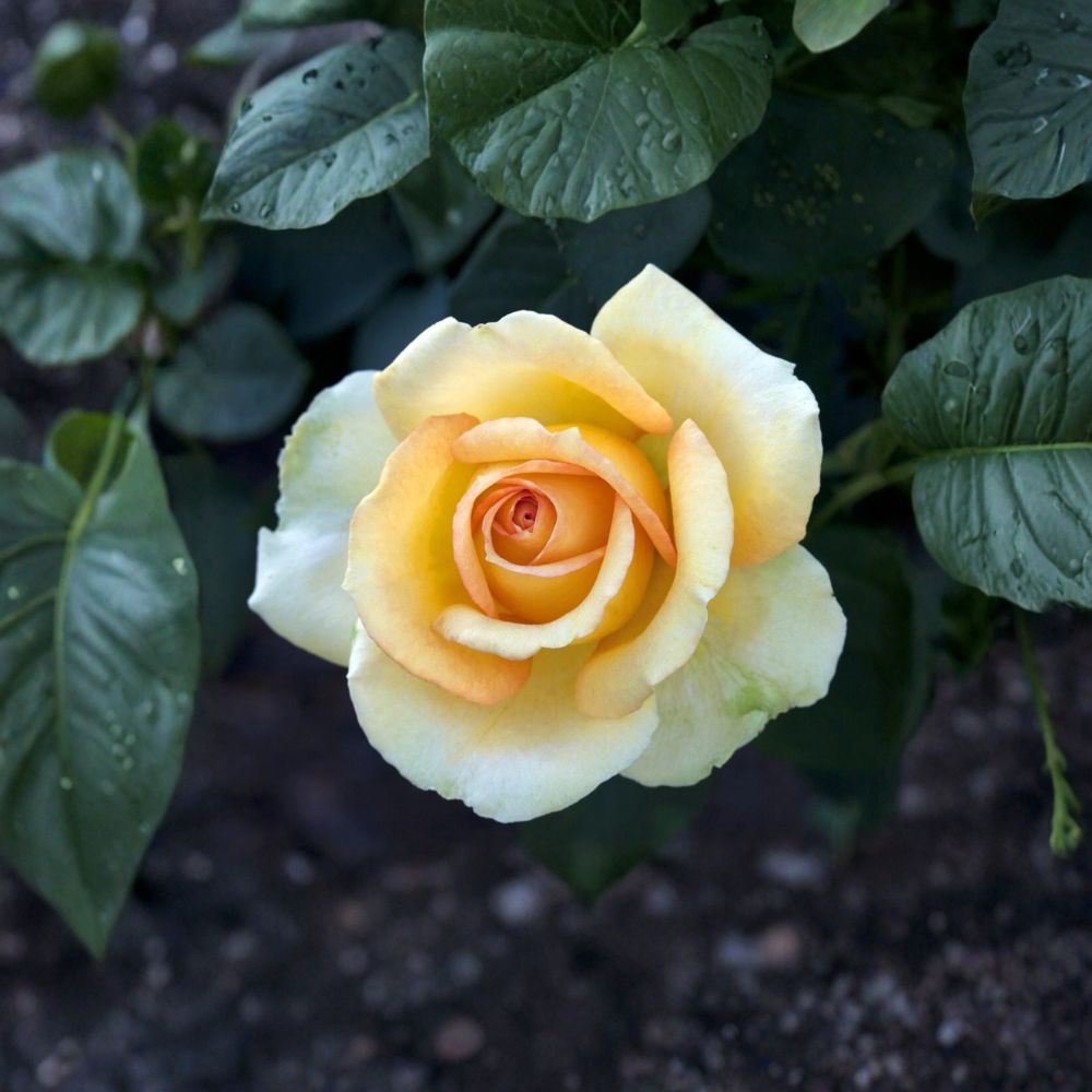 Gold Medal Grandiflora Rose Plant – 1 Gallon, Yellow Orange Blooms, Award-Winning Rose Bush, Repeat Blooming, Rosa 'Gold Medal'