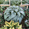 Hosta ‘Wind Beneath My Wings’ Large Blue Shade Perennial Starter Plant, Herbaceous, Midsummer Blooms, USDA Zones 3-9