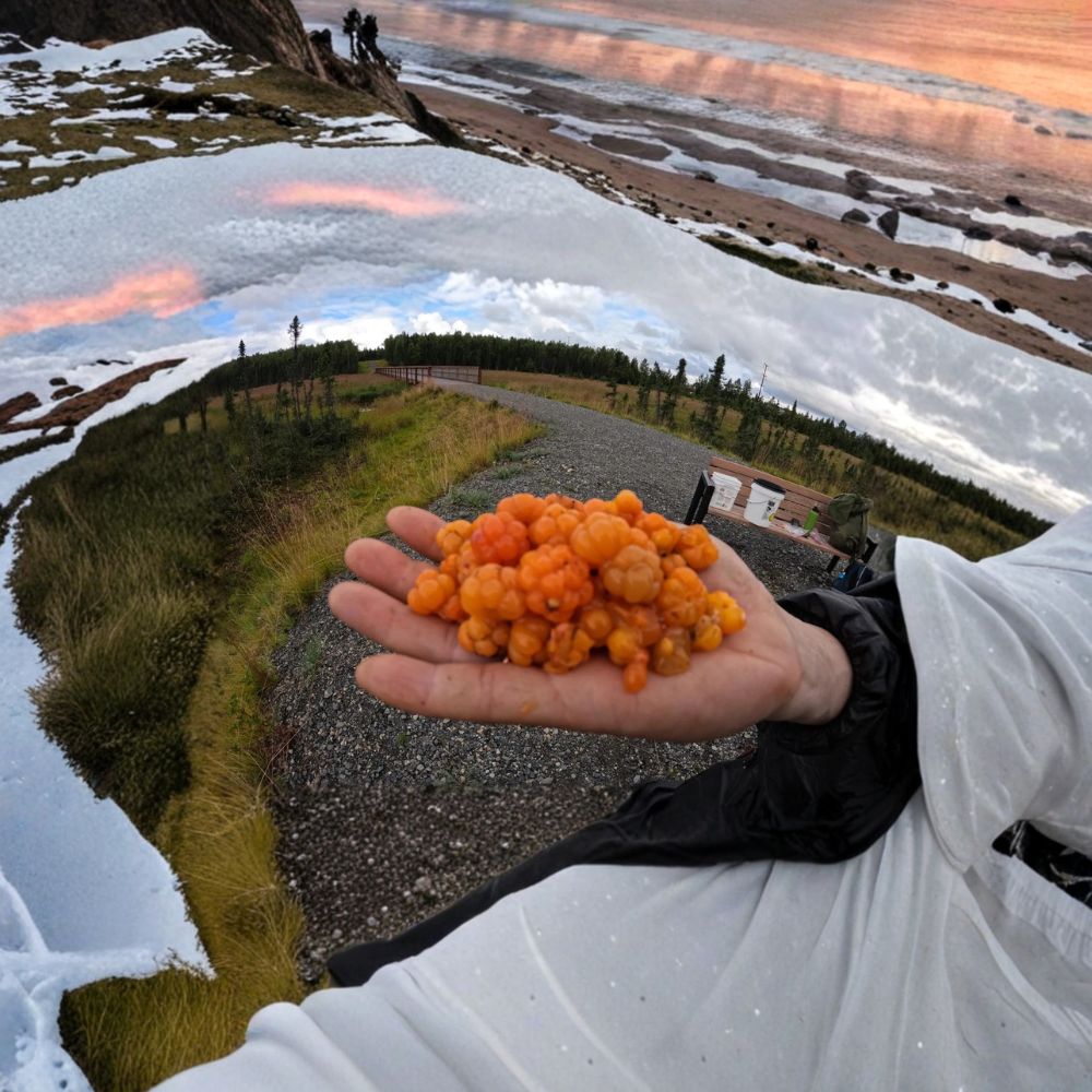 Live Cloudberry Plants | Edible Arctic Berry Rubus chamaemorus for Bog Gardens & Containers | Cold Hardy, Wild Harvested Alaska