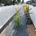Gold Drift Norway Spruce – Live Dwarf Evergreen Conifer, 12 Inch Tall, Picea abies, 1 Gallon Pot