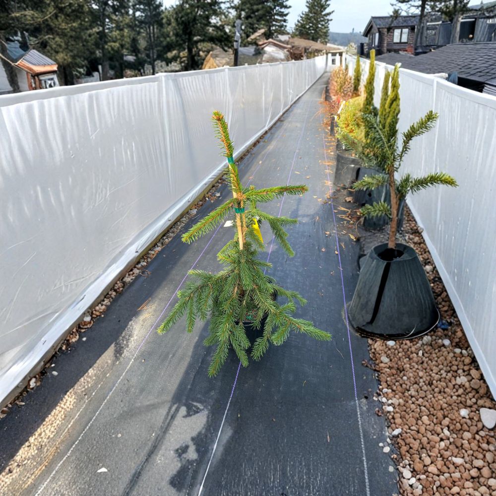Gold Drift Norway Spruce – Live Dwarf Evergreen Conifer, 12 Inch Tall, Picea abies, 1 Gallon Pot