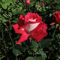 Love Grandiflora Rose Live Plant – 5 Gallon Ruby Red & White Fragrant Garden Rose Bush, Repeat Blooming Landscape Rose