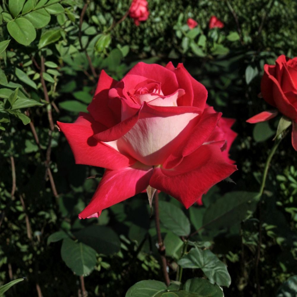 Love Grandiflora Rose Live Plant – 5 Gallon Ruby Red & White Fragrant Garden Rose Bush, Repeat Blooming Landscape Rose