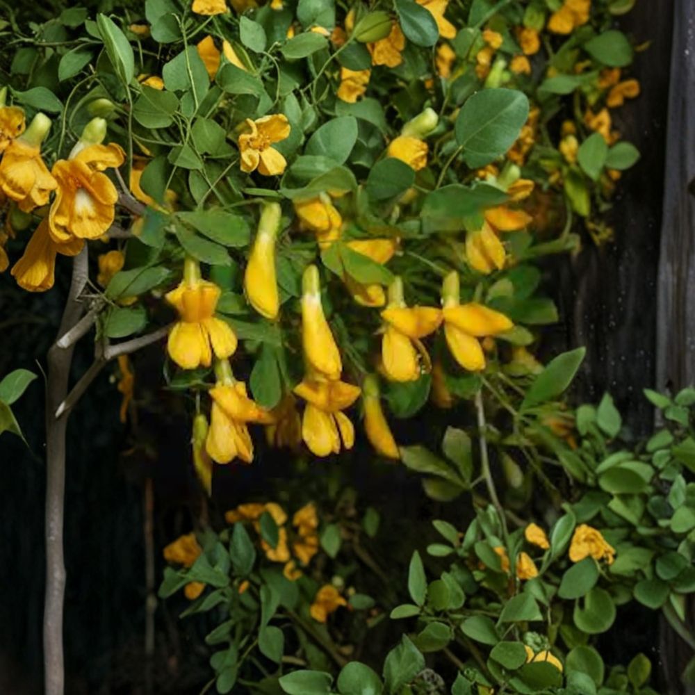 Caragana arborescens Live Cuttings Set of 5 | Siberian Pea Shrub for Hedge & Windbreak | Cold Hardy, Drought Tolerant, Nitrogen Fixing Shrub
