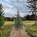 Deodar Cedar Live Plant 18 Inches Silvery Blue Evergreen Conifer Cedrus deodara 'Electra Blue'