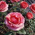 Princesse de Monaco Grandiflora Rose Live Plant – Pink & White Blooming Shrub, 2 Gallon, Repeat Flowering, Garden & Landscape Rose