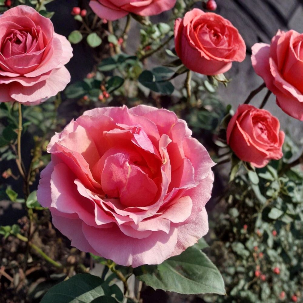 Princesse de Monaco Grandiflora Rose Live Plant – Pink & White Blooming Shrub, 2 Gallon, Repeat Flowering, Garden & Landscape Rose
