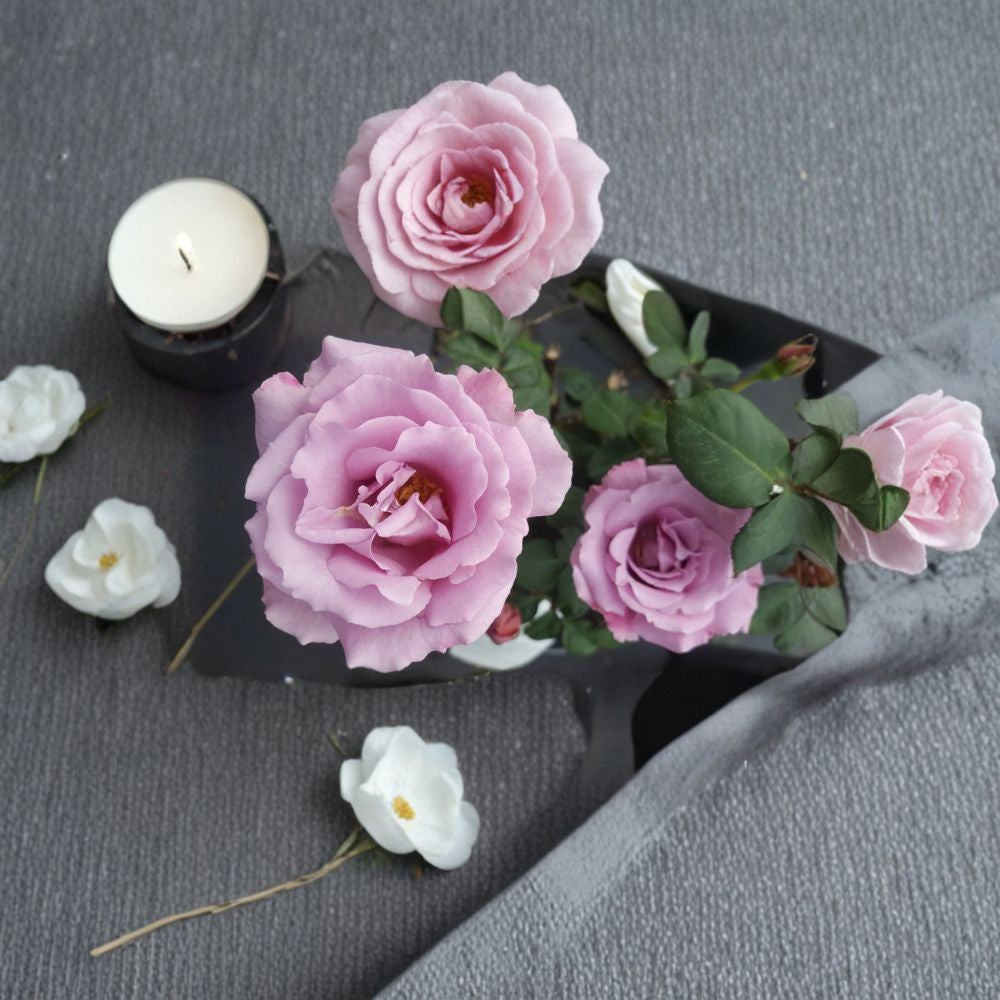 Angel Face Floribunda Rose Plant 1 Gallon Mauve Lavender Fragrant Bush Rosa 'Angel Face'