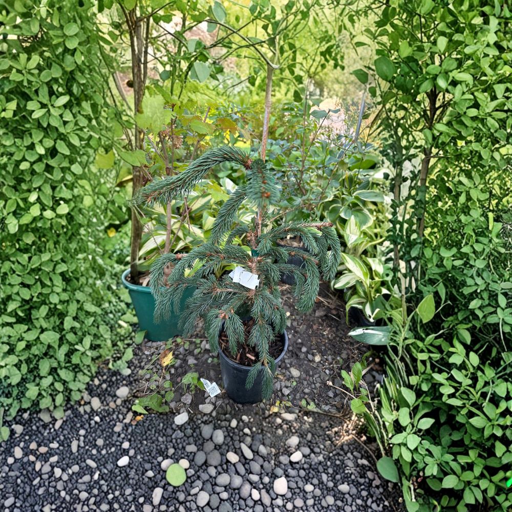 Weeping Blue Norway Spruce Live Evergreen Conifer 12 Inch Picea abies Cascading Blue Foliage