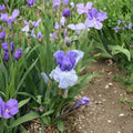 Iris ‘Crowned Heads’ Bearded Rhizomes – Violet & Blue Perennial Flowers, 3 Pack, #1 Grade, Drought Tolerant, Herbaceous