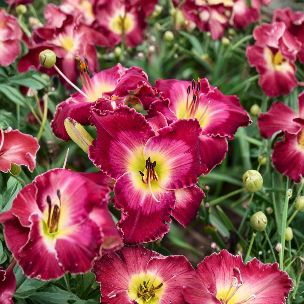 Hemerocallis Blood Sweat And Tears Daylily – 3 Bare Root Plants, Massive Red Blooms, Hardy Reblooming Perennial, Easy to Grow