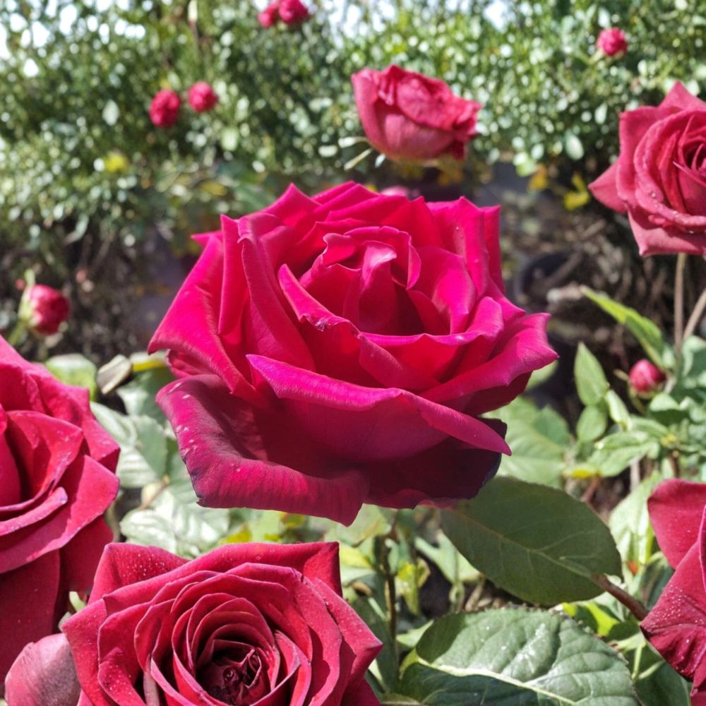 Hybrid Tea Rose Live Plant, 1 Gallon, Deep Red Double Blooms, Fragrant Garden Rose, Rosa 'TRAVIATA'