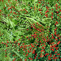 Cotoneaster Live Cuttings Set of 10 | Hardy Ornamental Shrub for Hedge & Landscape | Alaska Native Plant | Easy to Root