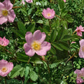 Native Carolina Rose Shrub in 2 Gallon Pot with Pink Flowers, Rose Hips, Rosa carolina, Pollinator & Wildlife Friendly