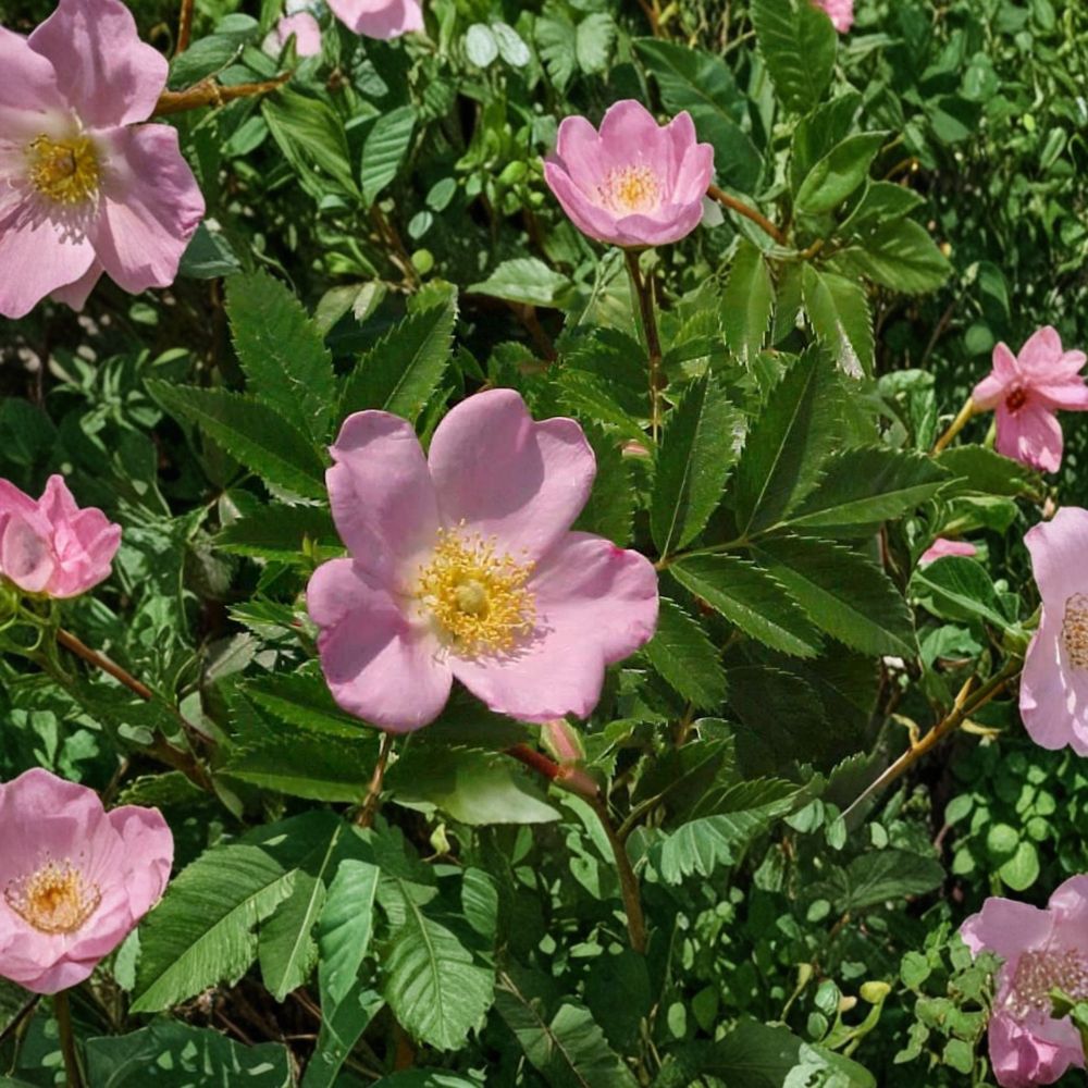 Native Carolina Rose Shrub in 2 Gallon Pot with Pink Flowers, Rose Hips, Rosa carolina, Pollinator & Wildlife Friendly