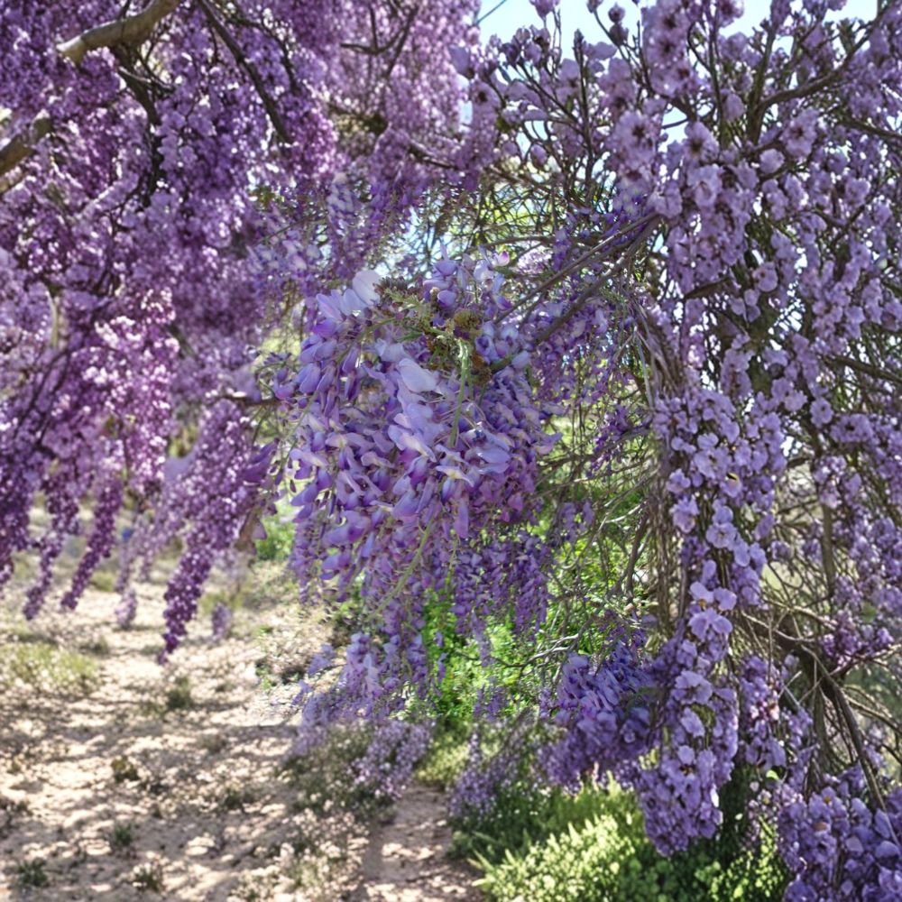 Purple Wisteria Vine Live Plant – Fragrant Purple Flowering Climbing Plant, Wisteria sinensis & floribunda