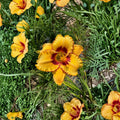 Daylily Bare Root Plants – Two Part Harmony Hemerocallis Hardy Perennial Flower 3 Pack