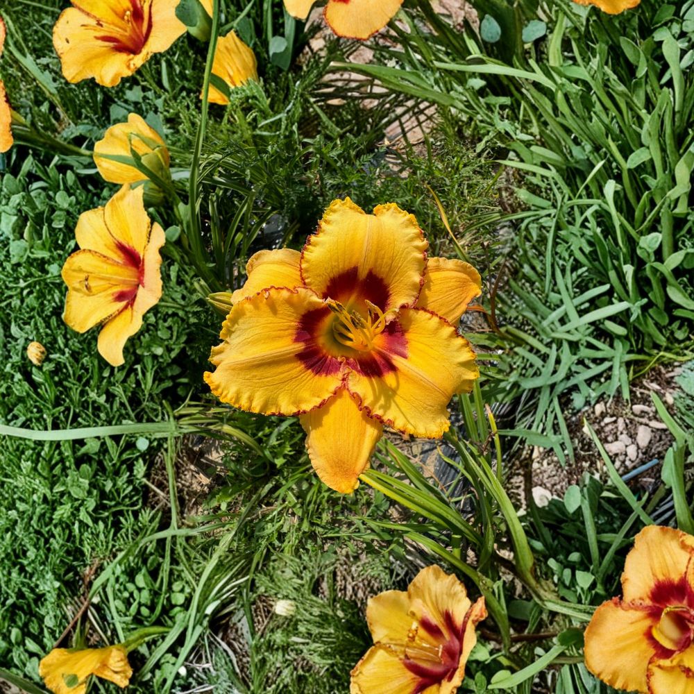 Daylily Bare Root Plants – Two Part Harmony Hemerocallis Hardy Perennial Flower 3 Pack