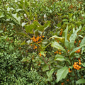 Goldie American Holly Live Plant – Quart Pot, Evergreen Ilex opaca 'Goldie' with Yellow Berries, Native Holly for Landscape and Wildlife
