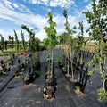 Fairview Flame Maple Tree – 4–6 Ft Live Deciduous Shade Tree with Brilliant Red Fall Foliage | Acer rubrum 'Fairview Flame'