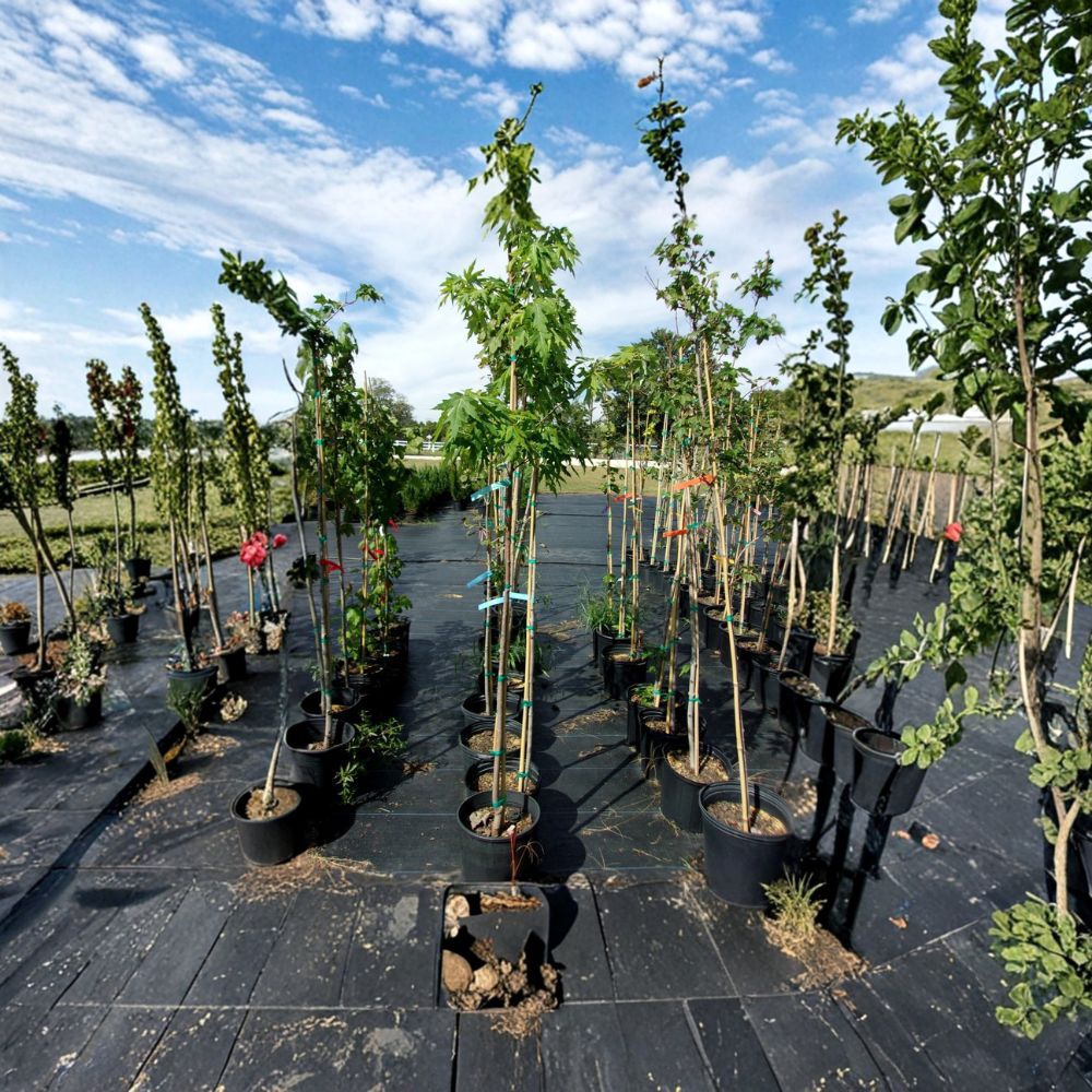 Fairview Flame Maple Tree – 4–6 Ft Live Deciduous Shade Tree with Brilliant Red Fall Foliage | Acer rubrum 'Fairview Flame'