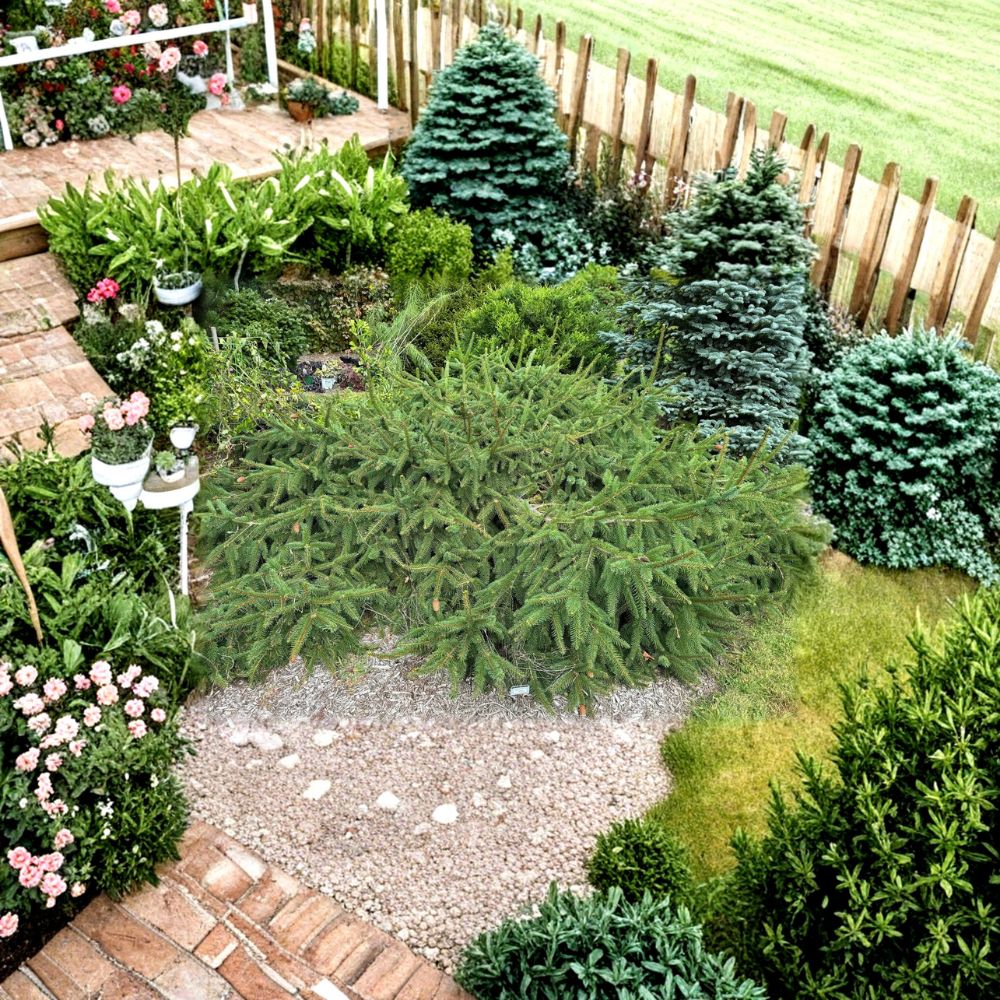 Acrocona Norway Spruce Live Conifer 1 Gallon Pot | Red Cone Picea abies 'Acrocona' Evergreen Tree