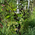 Black Currant Seeds 25 Pack Alaska Proven Mixed Varieties Ribes spp. for Fruit Gardens & Homesteads