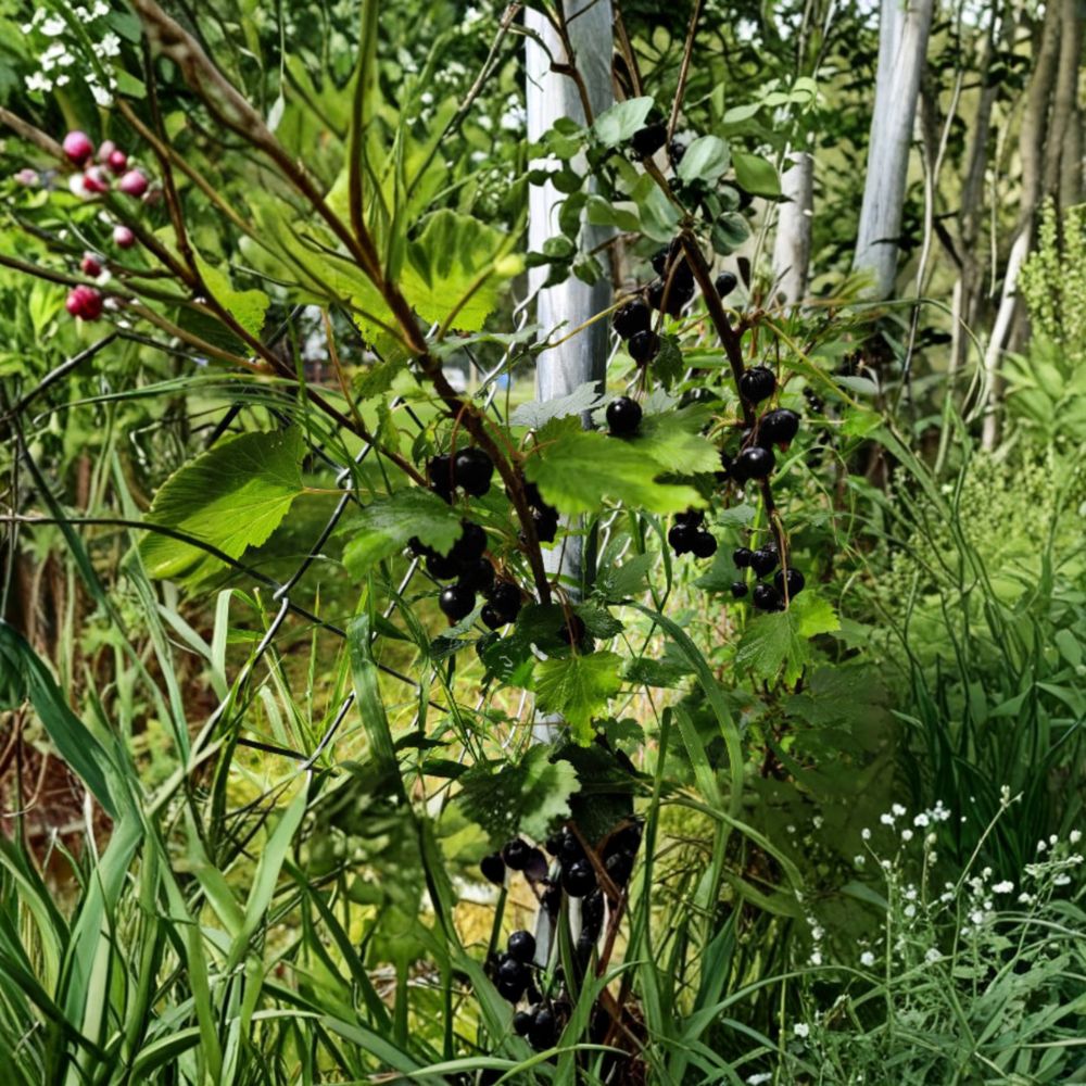 Black Currant Seeds 25 Pack Alaska Proven Mixed Varieties Ribes spp. for Fruit Gardens & Homesteads