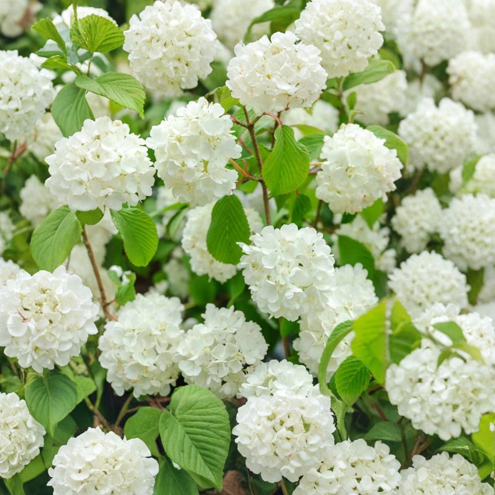 Popcorn Viburnum Live Shrub in 4-Inch Pot, Snowball White Blooms, Viburnum plicatum 'Popcorn' Spring Flowering Landscape Plant
