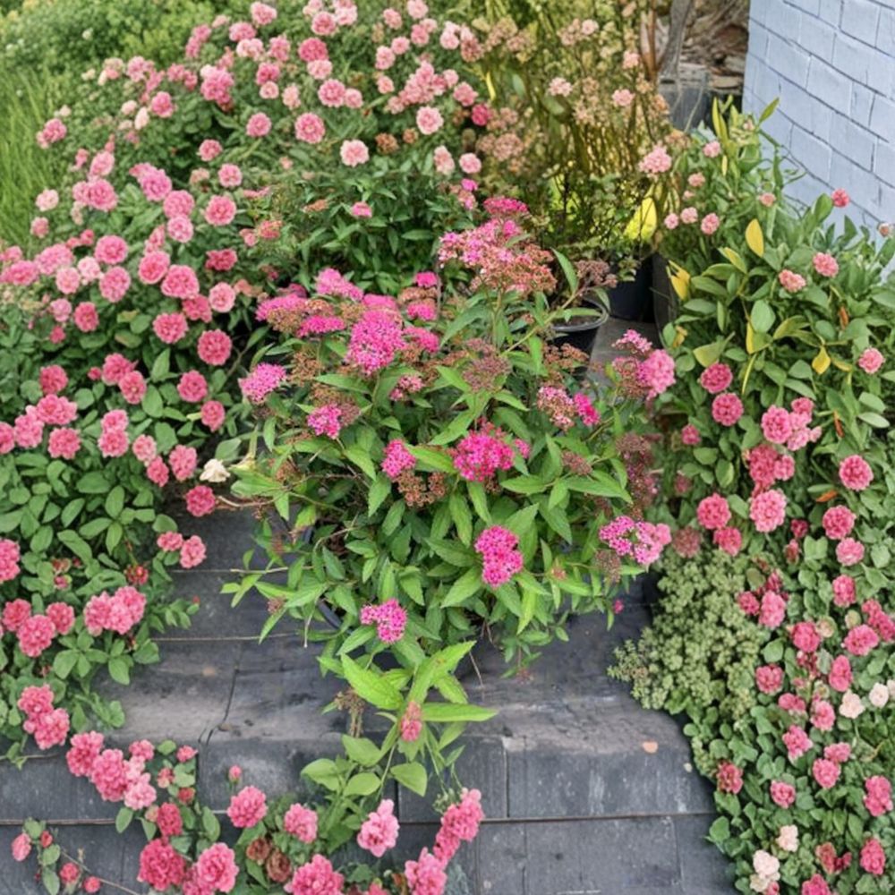 Neon Flash Spirea Live Flowering Shrub 4-Inch Pot Pink Red Blooms Spiraea japonica Garden Plant