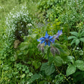 Borage Seeds – Pollinator-Friendly Herb for Garden & Container – Borago officinalis – Attracts Bees & Butterflies