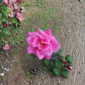 Perfume Delight Rose Hybrid Tea Live Plant, Fragrant Pink Blooms, 2 Gallon Garden Rose, Rosa 'Perfume Delight'
