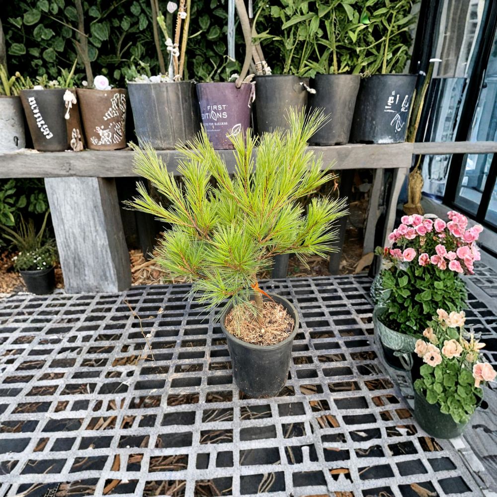 Pinus strobus 'Caboose' Eastern White Pine Live Plant | 12-Inch Compact Evergreen Conifer in 1-Gallon Pot