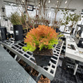 Rheingold Arborvitae Live Dwarf Evergreen Shrub Quart Pot Thuja occidentalis Golden Conifer