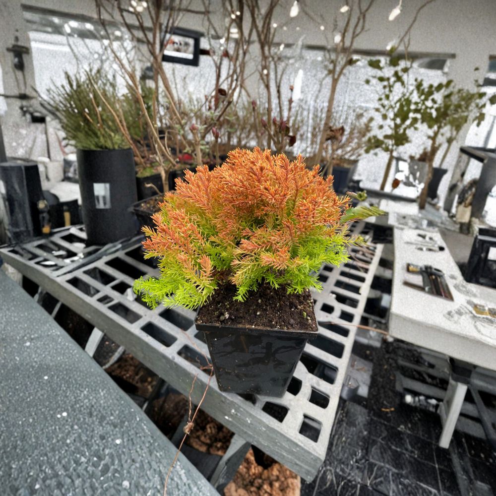 Rheingold Arborvitae Live Dwarf Evergreen Shrub Quart Pot Thuja occidentalis Golden Conifer
