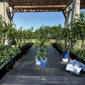 Sun Prince Peach Tree – 4–6 Ft Live Fruit Tree with Juicy Freestone Peaches | Self-Pollinating Prunus persica 'Sun Prince'