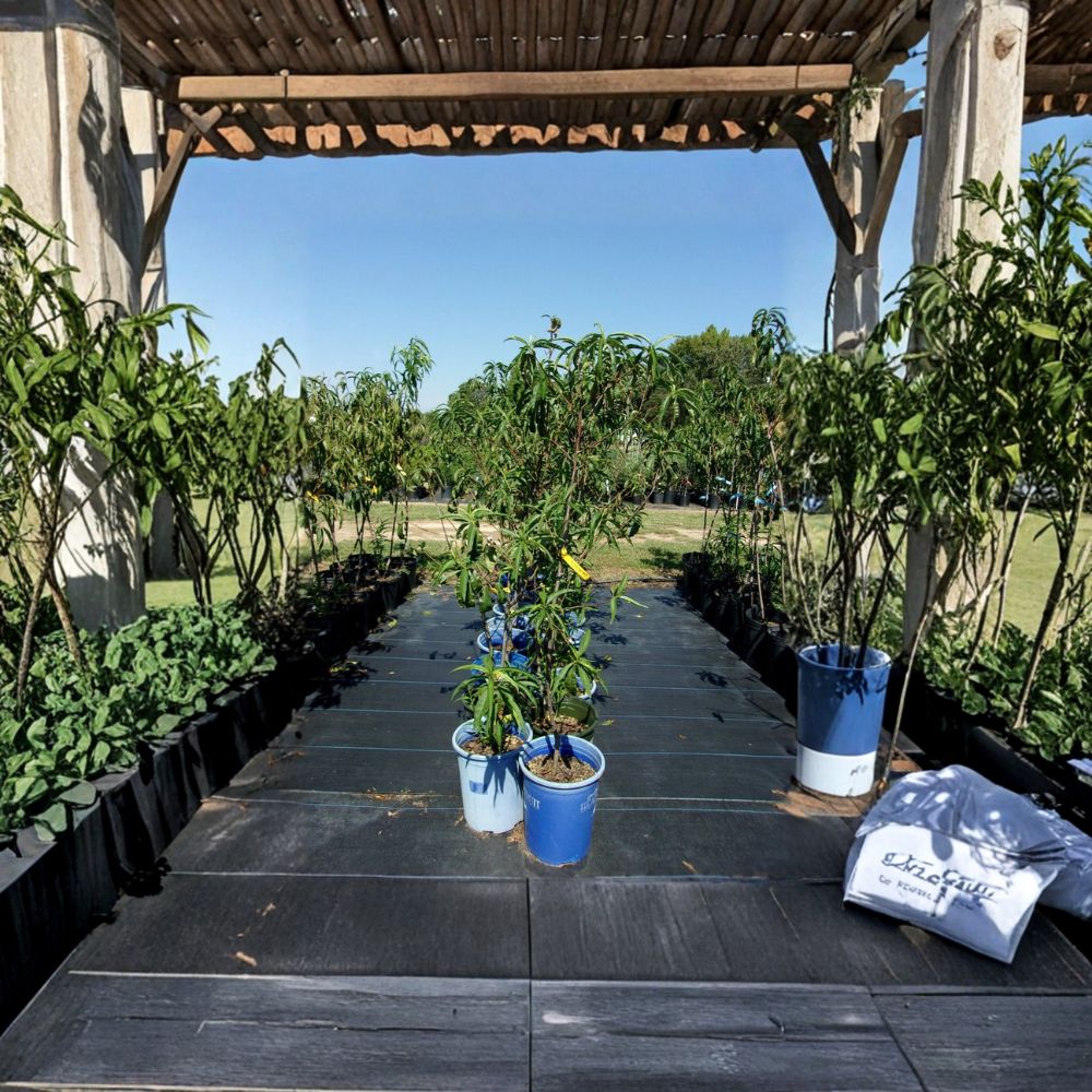 Sun Prince Peach Tree – 4–6 Ft Live Fruit Tree with Juicy Freestone Peaches | Self-Pollinating Prunus persica 'Sun Prince'