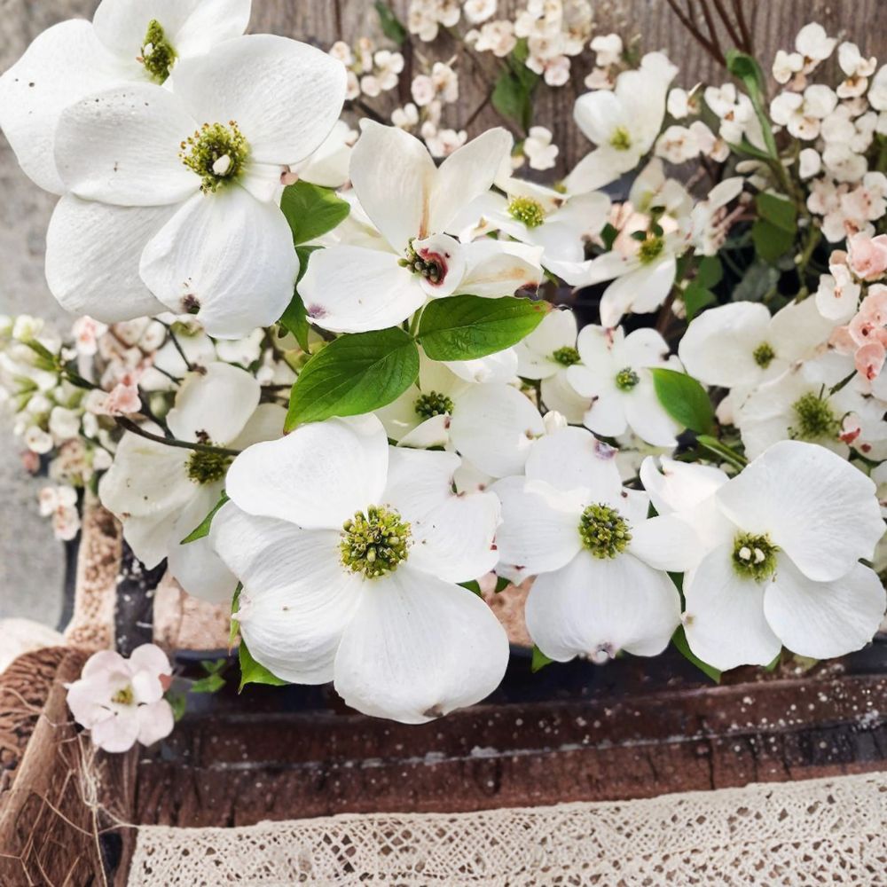Dogwood Tree Live Plant, 1 Gallon Pot, White Flowers, Cornus florida 'Cherokee Princess' Ornamental Landscape Tree