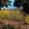 Live Yellow Twig Dogwood Shrub 4-Inch Pot | Cornus alba ‘Bud’s Yellow’ | Winter Interest Landscape Plant