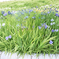 Blue Flag Iris Seeds | Wild Purple Perennial Flower | Alaska Grown Iris setosa for Wetland & Pollinator Gardens