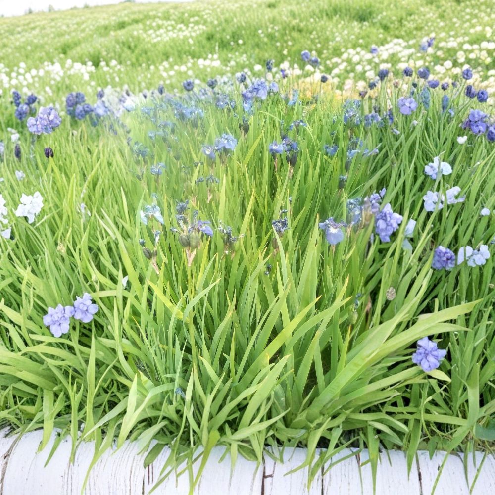 Blue Flag Iris Seeds | Wild Purple Perennial Flower | Alaska Grown Iris setosa for Wetland & Pollinator Gardens