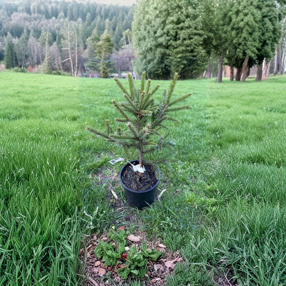 Emerald Midget Brewer Spruce – Live Dwarf Evergreen Conifer in 1 Gallon Pot, Compact Picea breweriana for Garden & Containers